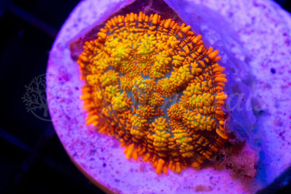 import placeholder for 2936744