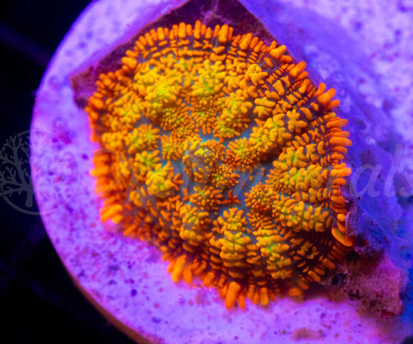 import placeholder for 2936744