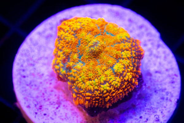 import placeholder for 2936743