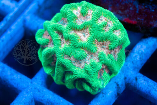 import placeholder for 2936318