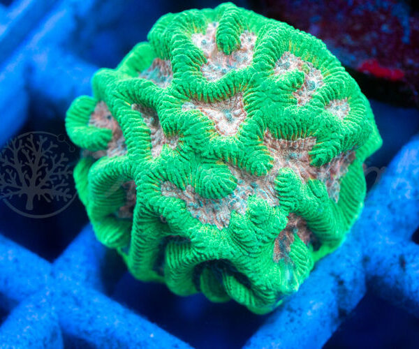 import placeholder for 2936318