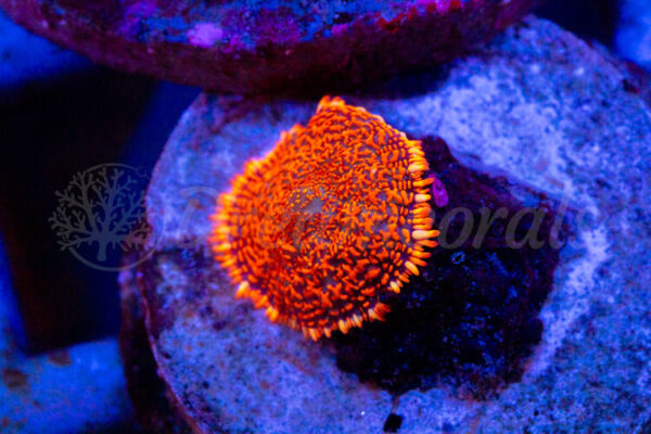 import placeholder for 2936253