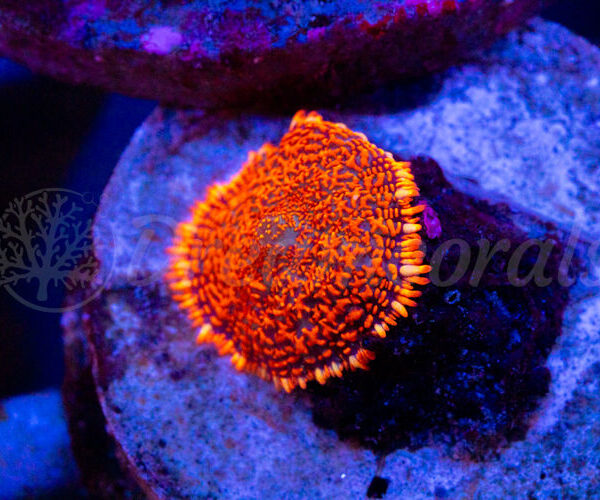 import placeholder for 2936253