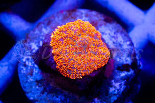 import placeholder for 2936252