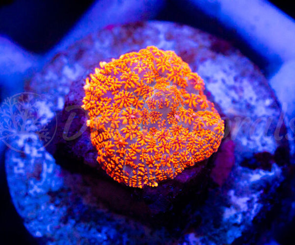 import placeholder for 2936252