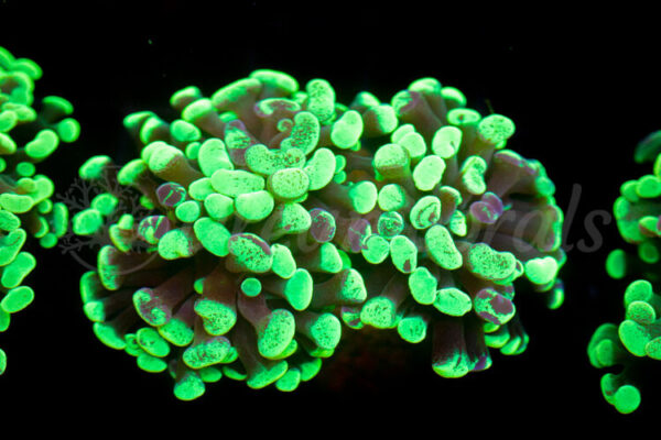 import placeholder for 2936053