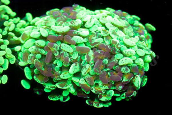 import placeholder for 2936051