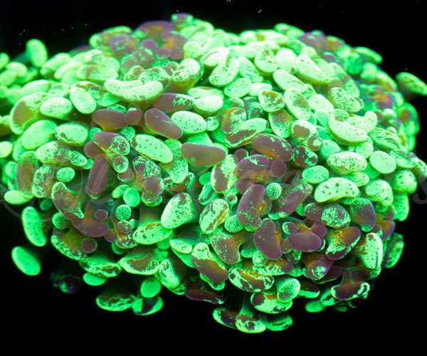 import placeholder for 2936051