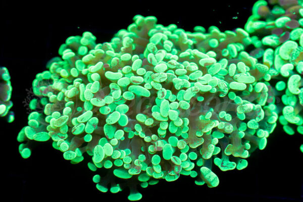 import placeholder for 2936050