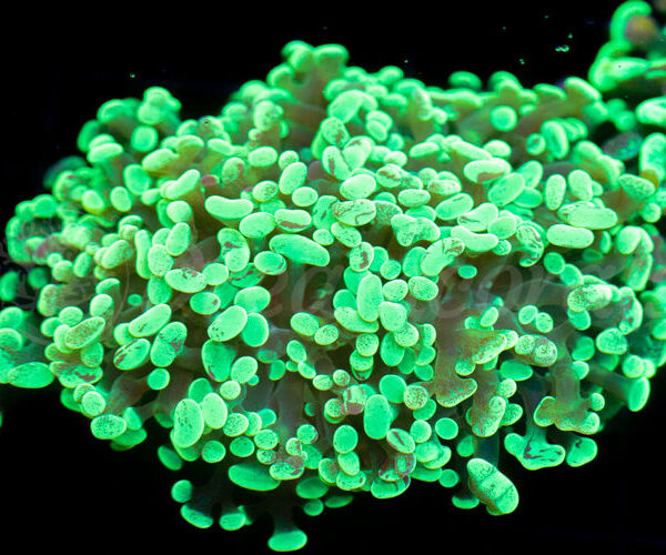 import placeholder for 2936050