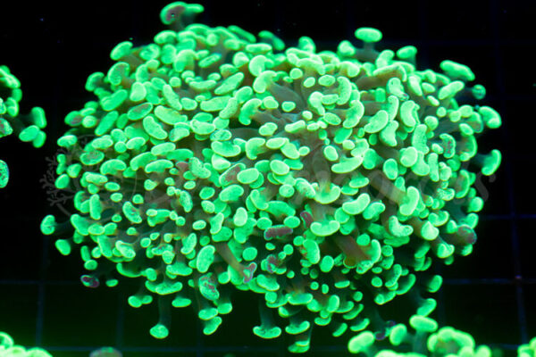 import placeholder for 2936049