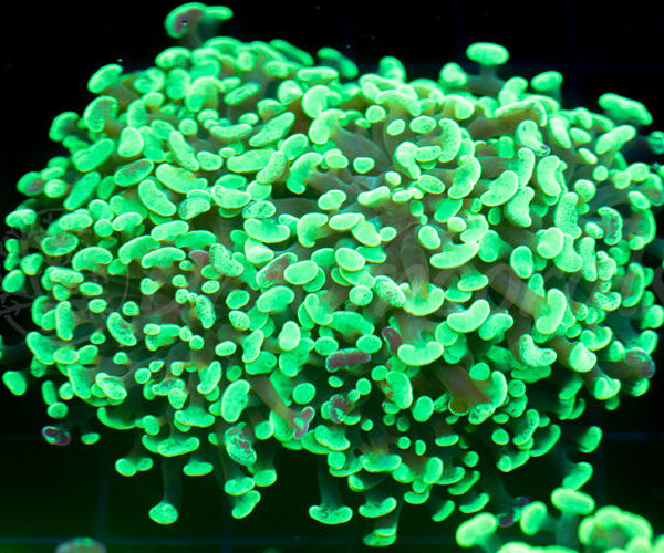 import placeholder for 2936049