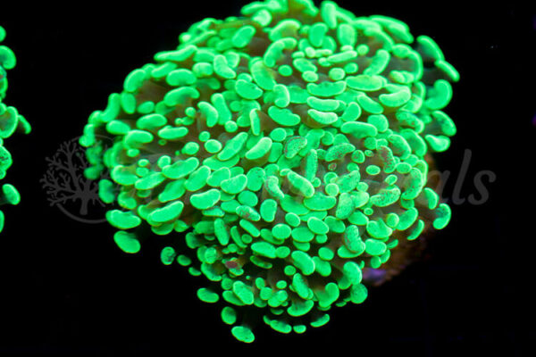 import placeholder for 2936047