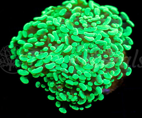 import placeholder for 2936047